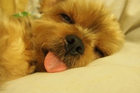 去勢・避妊手術