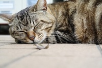 フィラリア予防